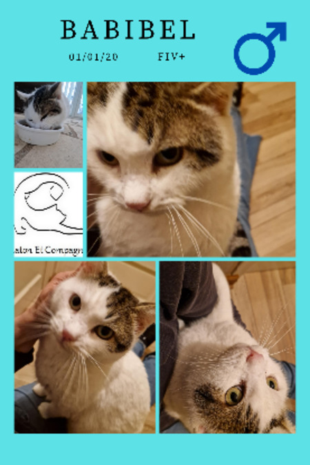 Adopter Chaton