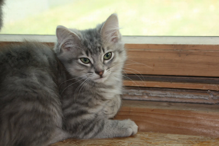 Adopter Babouche