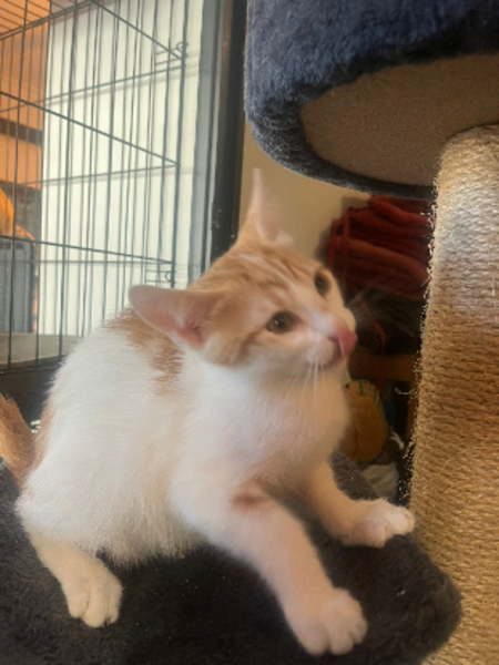 Adopter Baboune