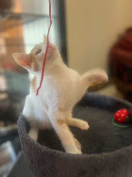 Adopter Baboune