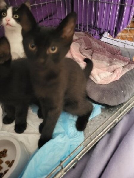 Adopter Baggy
