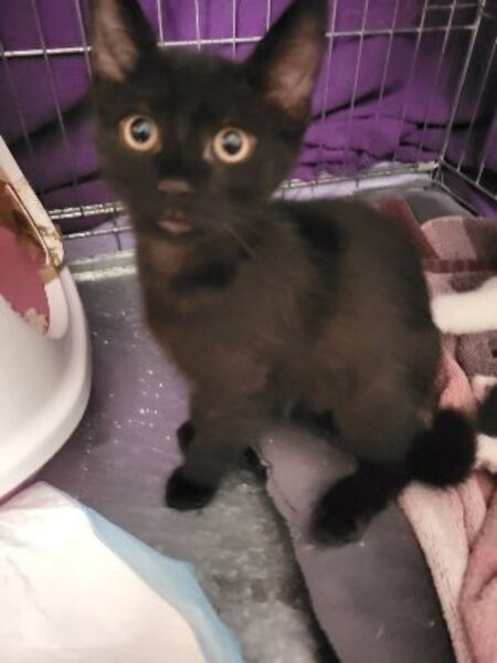 Adopter Baggy