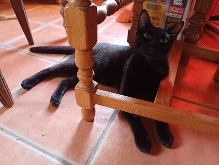 Adopter Bagheera