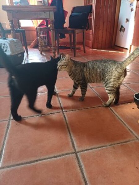 Adopter Bagheera