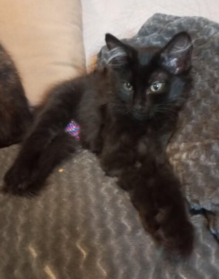 Adopter Bagherra