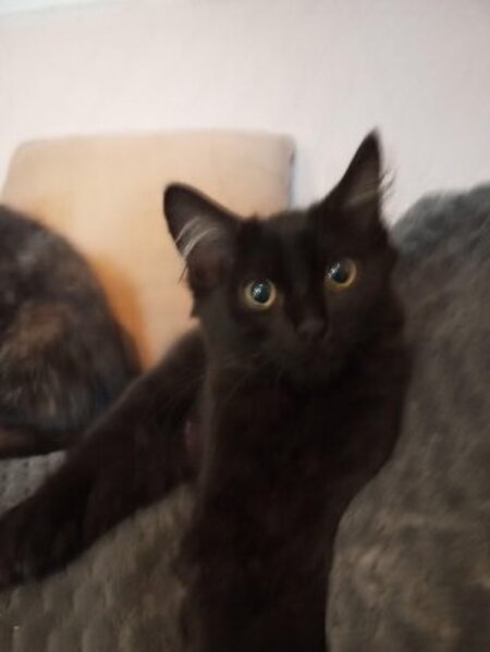 Adopter Bagherra