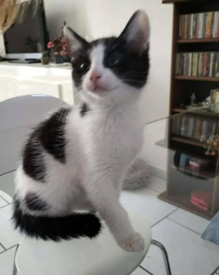 Adopter Bahia