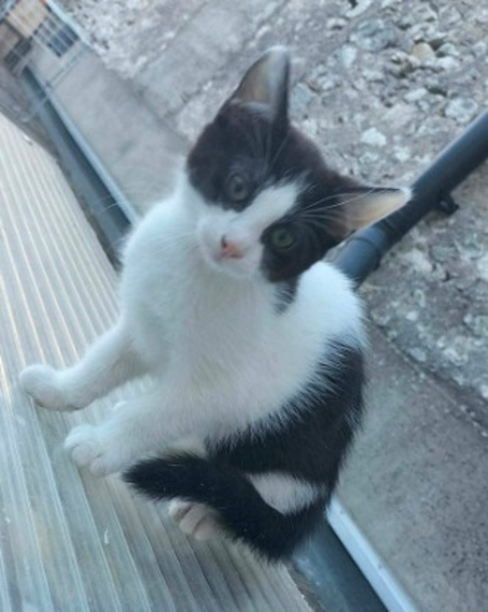 Adopter Bahia