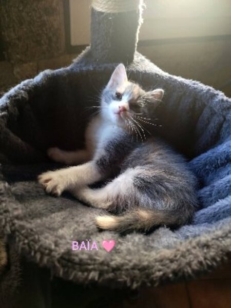 Adopter Baia et bidule