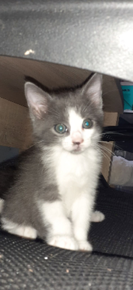 Adopter Bailaya