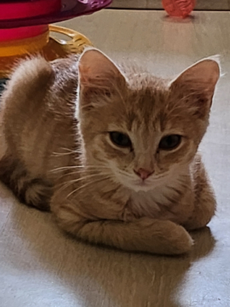 Adopter Bali