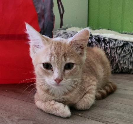 Adopter Bali