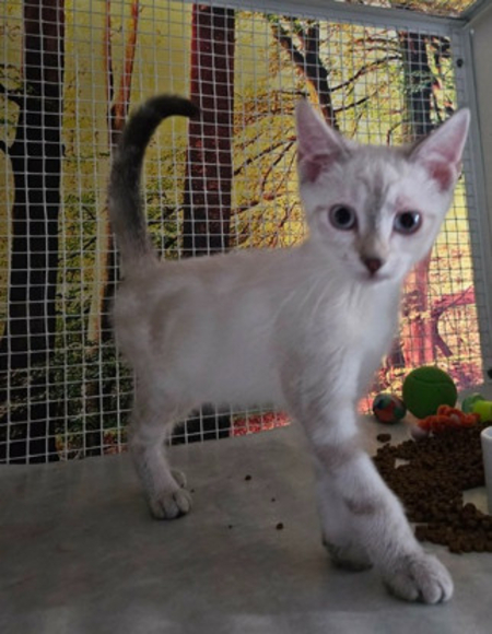 Adopter Bali