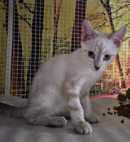 Adopter Bali