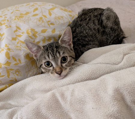 Adopter Baly
