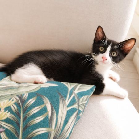 Adopter Bam