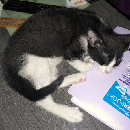 Adopter Bam