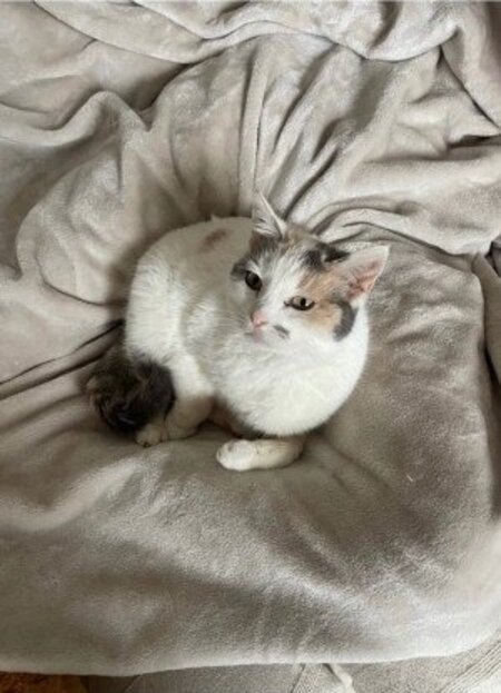 Adopter Bambi