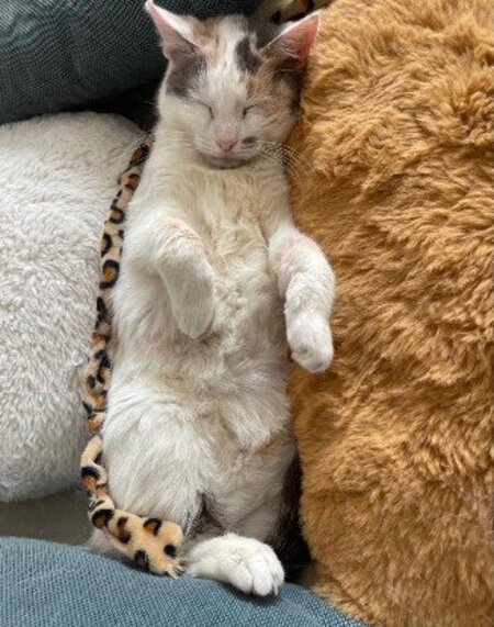 Adopter Bambi