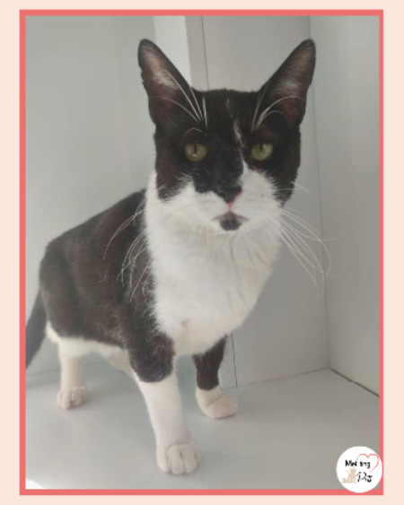Adopter Bambú
