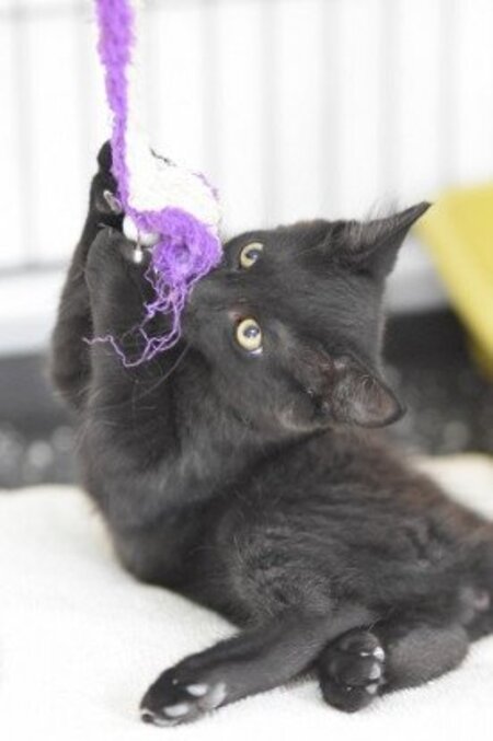 Adopter Bambum