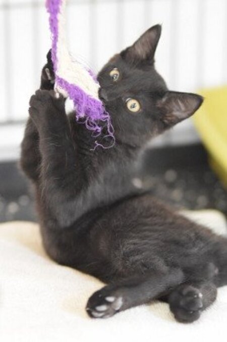 Adopter Bambum
