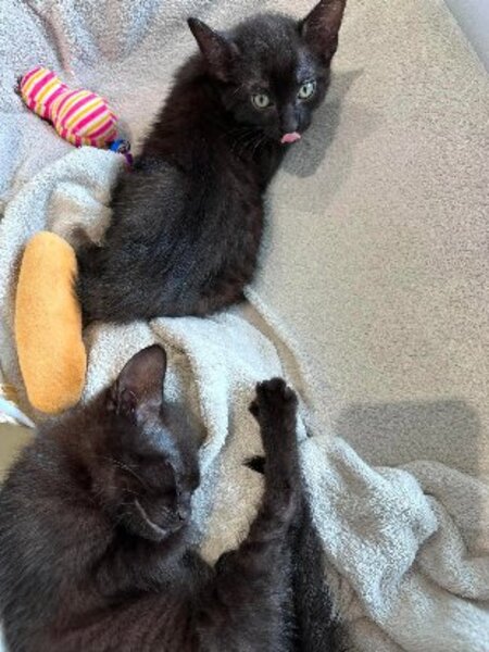 Adopter Bandana et biscoto
