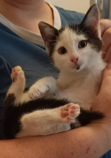 Adopter Barbichette