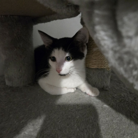Adopter Barcares