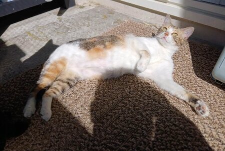 Adopter Bardot