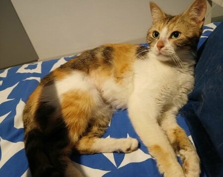 Adopter Bardot