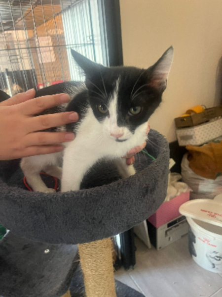 Adopter Barny