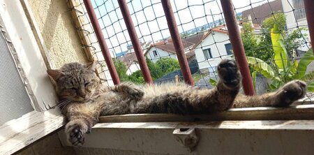 Adopter Barou