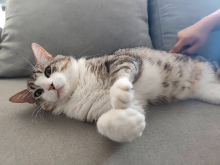 Adopter Bart