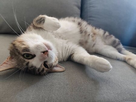 Adopter Bart