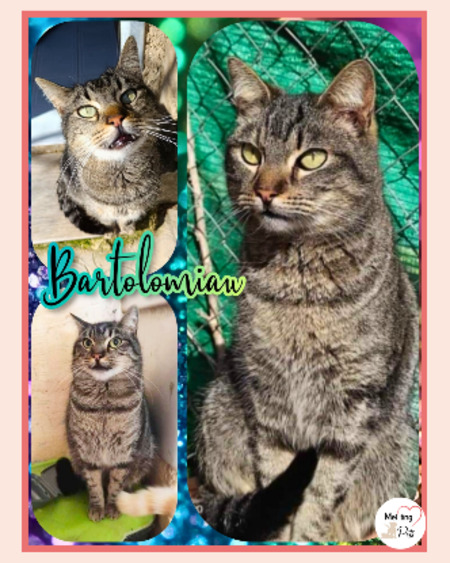 Adopter Bartolomiau
