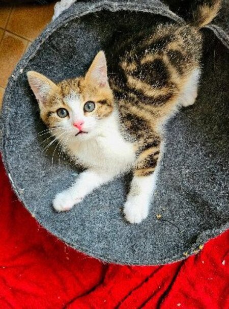 Adopter Basalte frère de silex et jais