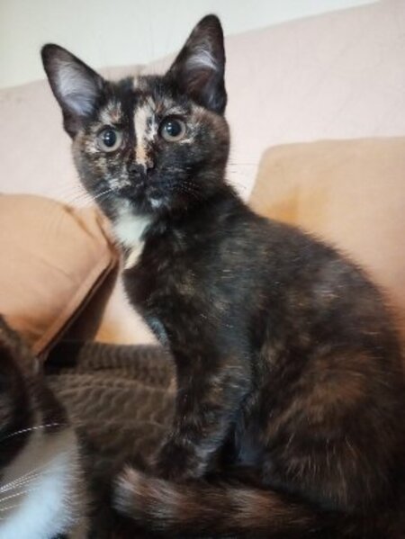 Adopter Baya