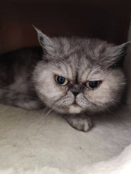 Adopter Beauté