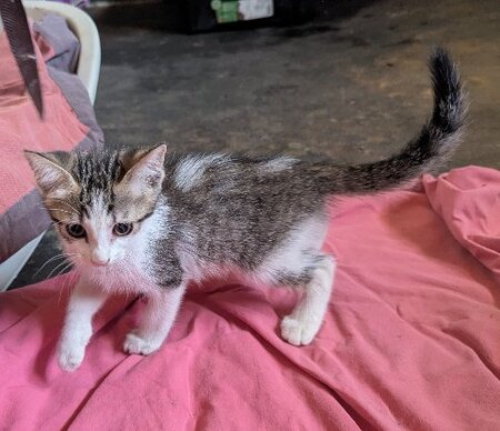 Adopter Bébécaille