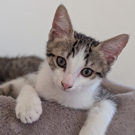 Adopter Bébécaille