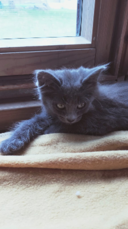 Adopter Bella