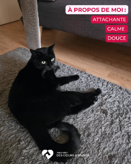 Adopter Belle
