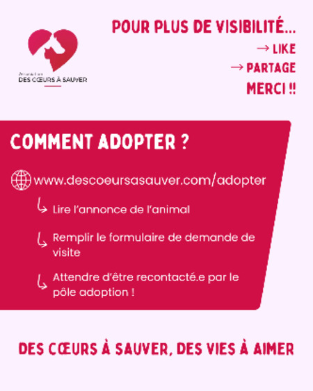 Adopter Belle