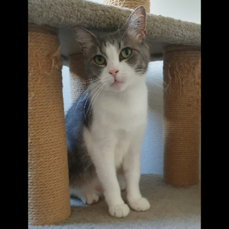 Adopter Belle