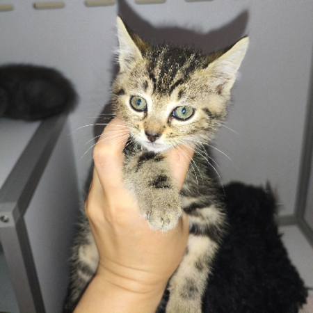 Adopter Berce