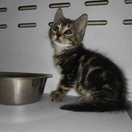 Adopter Berce