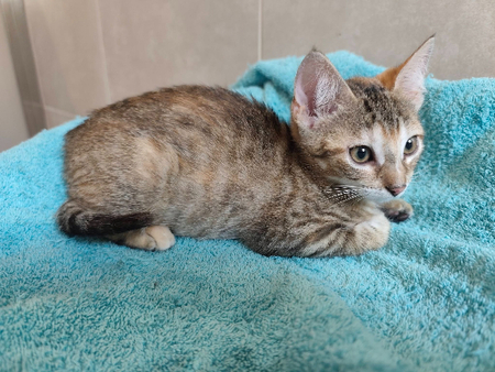 Adopter Bergamote