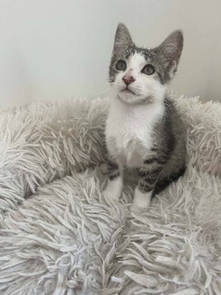 Adopter Berline