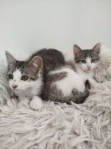 Adopter Berline